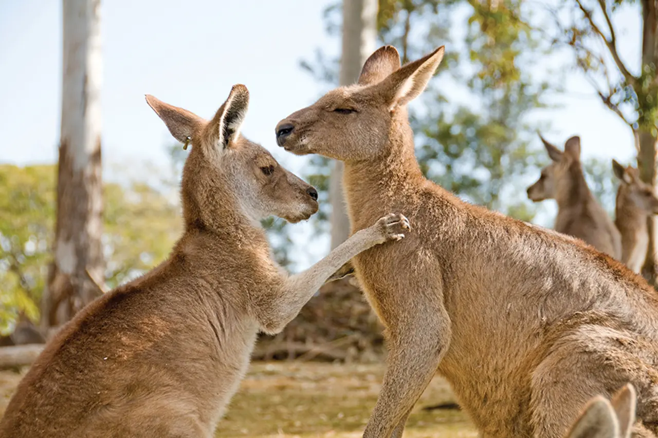 Exploring Australia's sunshine state”